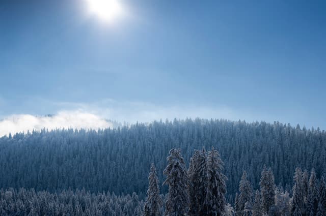 forêt de sapins