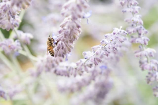 Lavender Bee