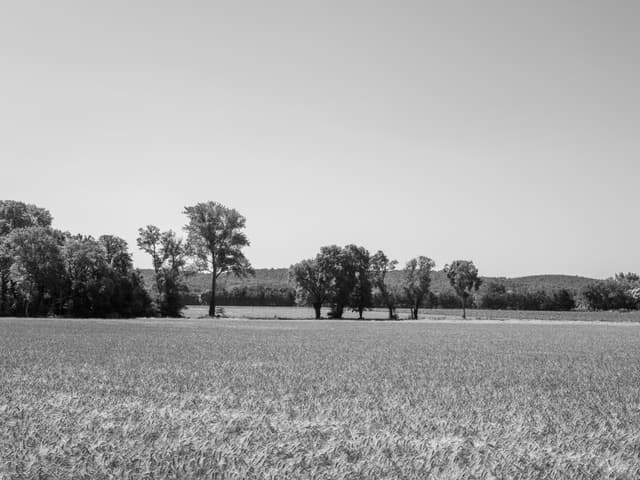 champ de blé