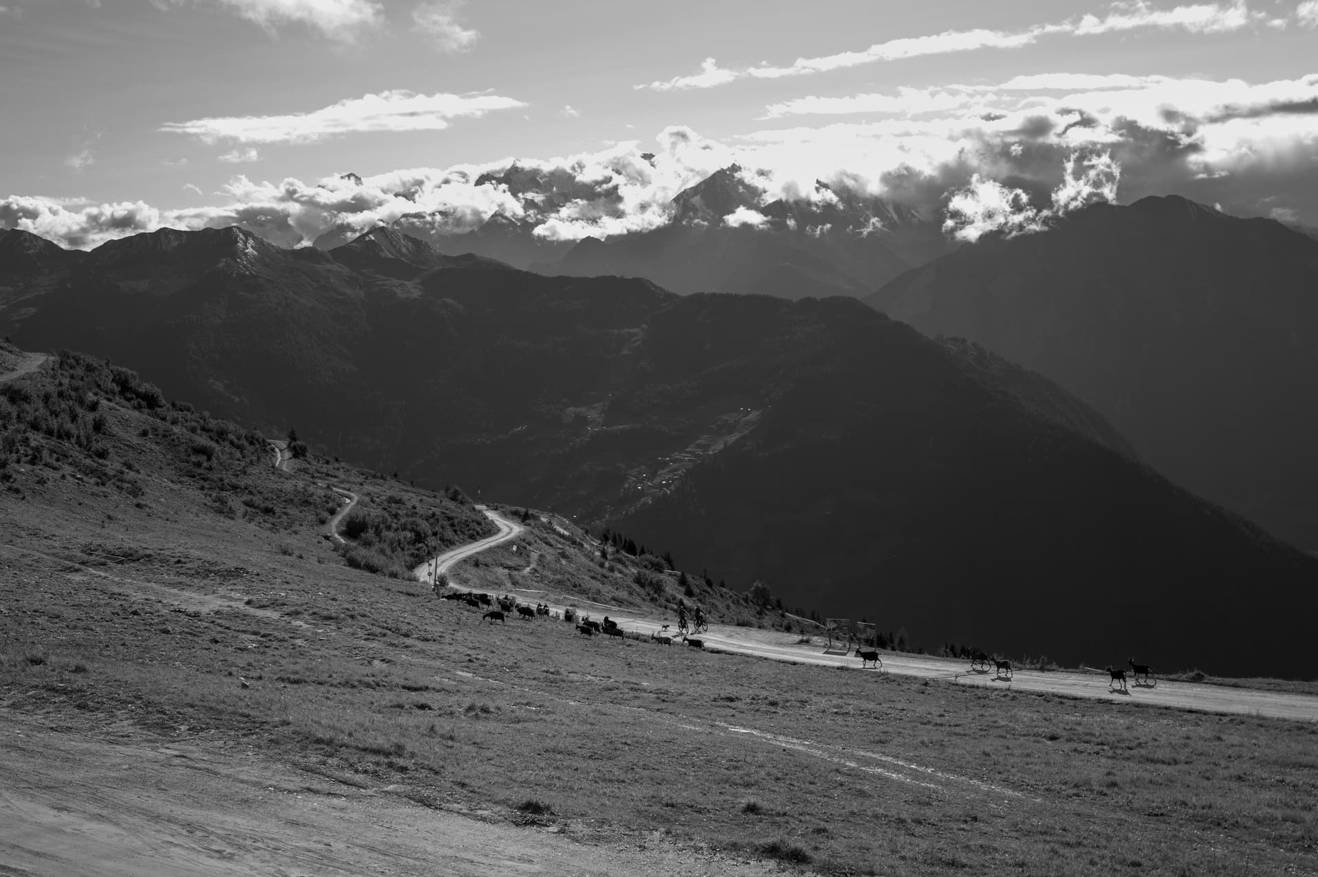 les chèvres sur le sentier