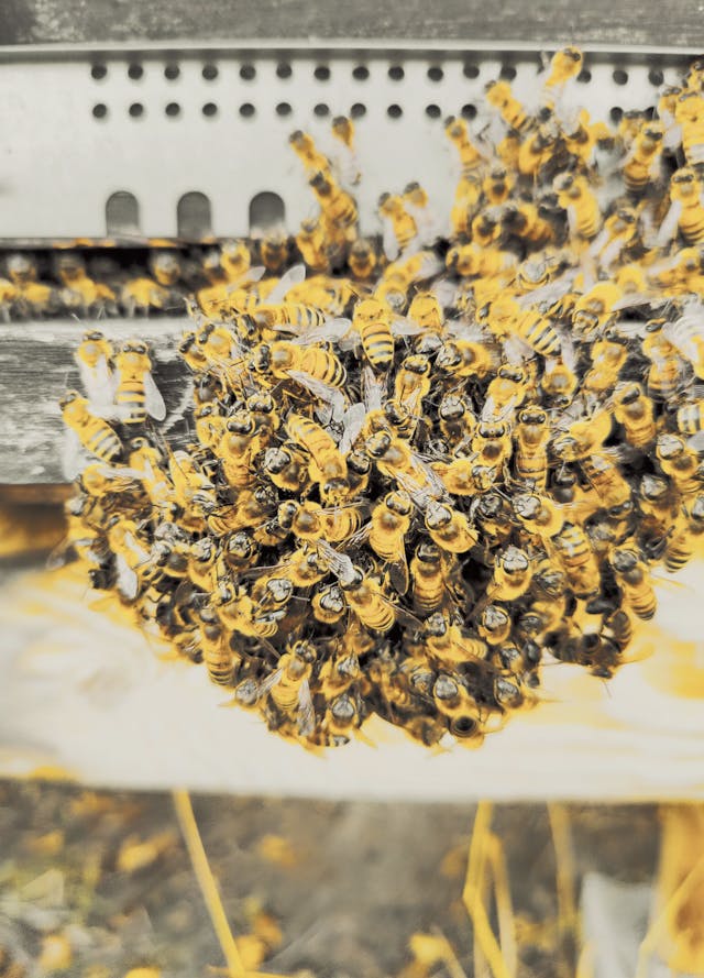 Goutte d'abeilles